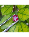 1.68 ct. oval-cut Burmese natural ruby, medium deep red, held by tweezers against green leaves.