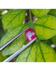 1.68 ct. oval-cut Burmese natural ruby, medium deep red, held by tweezers against green leaves.