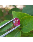 Burmese natural 1.68 ct. oval cut ruby, medium deep red, held by tweezers against green leaves.
