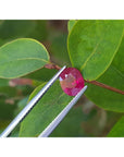 Oval-shaped natural ruby gemstone held by tweezers against a green leafy twig background