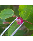 Ruby gemstone held by tweezers against a green leafy twig background