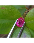 1.31 ct. oval-cut natural Burma ruby gemstone, vivid red, held by tweezers against green leaves.