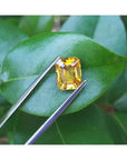 3.75 ct. vivid yellow emerald-cut sapphire held by tweezers on a green leaf.