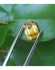 3.75 ct. vivid yellow emerald-cut sapphire held by tweezers against green leaves.
