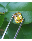 3.75 ct. vivid yellow emerald-cut sapphire held by tweezers against green leaves.
