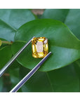 3.75 ct. vivid intense yellow emerald cut sapphire held by tweezers on a green leaf.