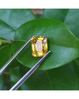 3.75 ct. vivid intense yellow emerald cut sapphire held by tweezers on a green leaf.