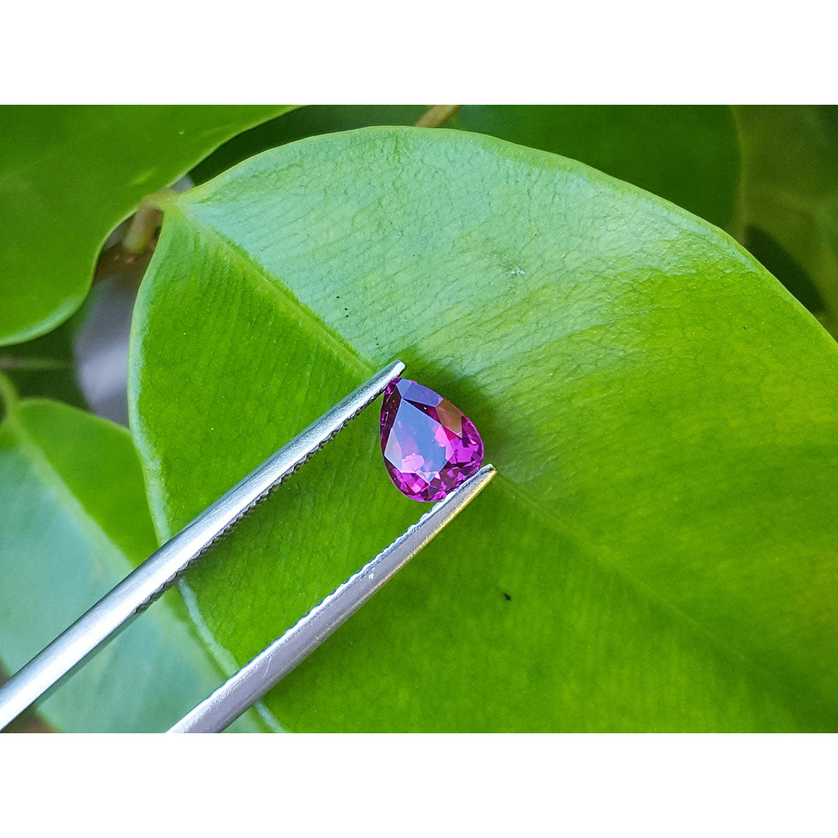 Natural loose ruby pear shaped, front side gemstone held by tweezers on a green leaf