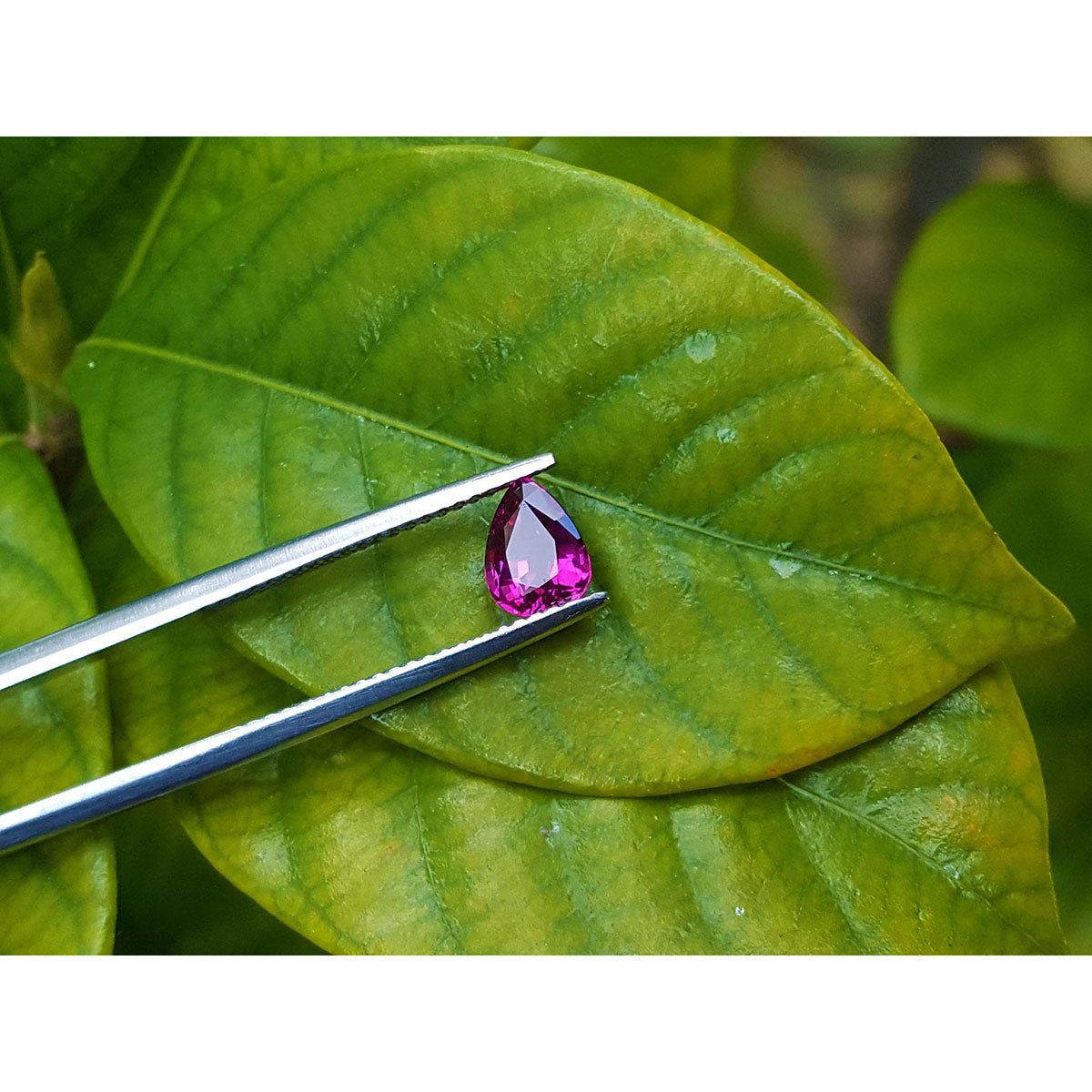 Natural loose ruby pear shaped high quality front side table and crown view on a green leaf with tweezers