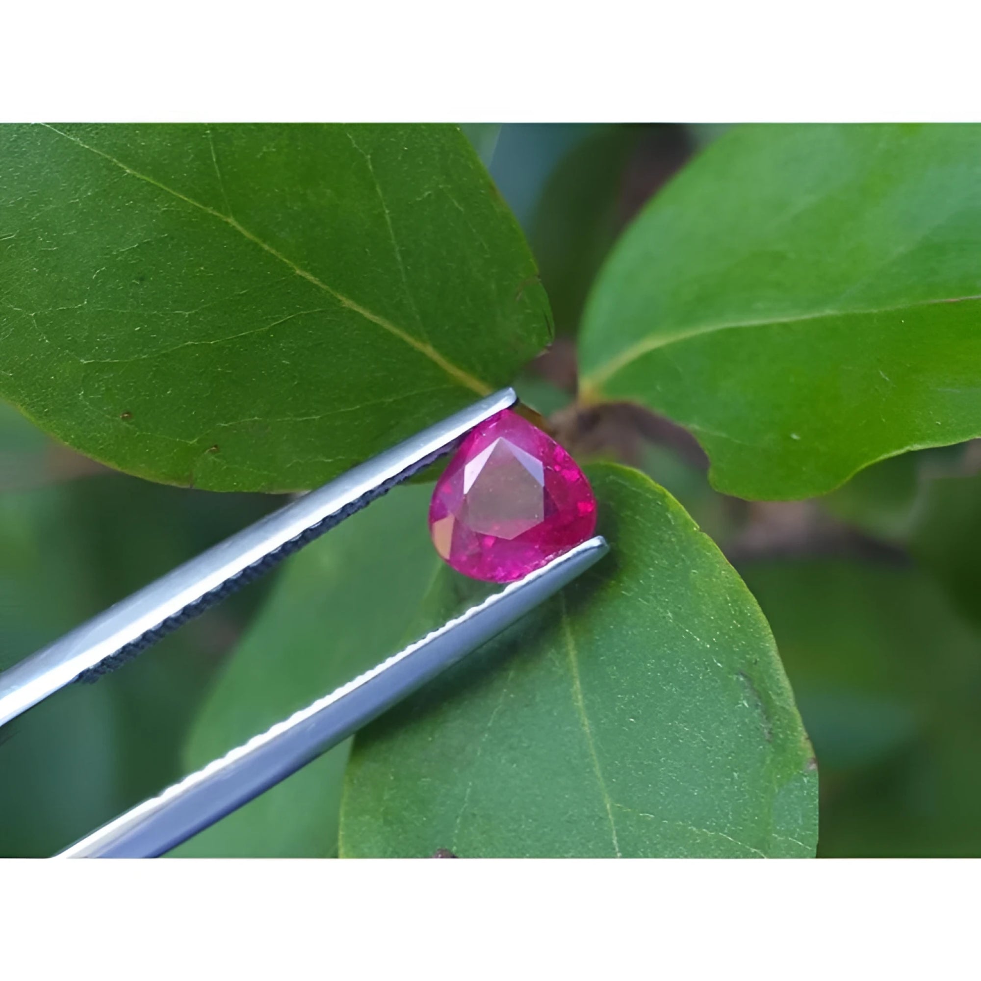 1.19 carat pear cut natural ruby gemstone, sparkling medium deep red, held by tweezers on green leaves.