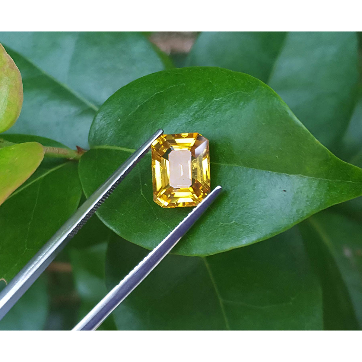 3.75 ct. Loose Yellow Sapphire Eye Clean Crystal from Sri Lanka