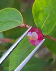 Oval shaped Burma ruby