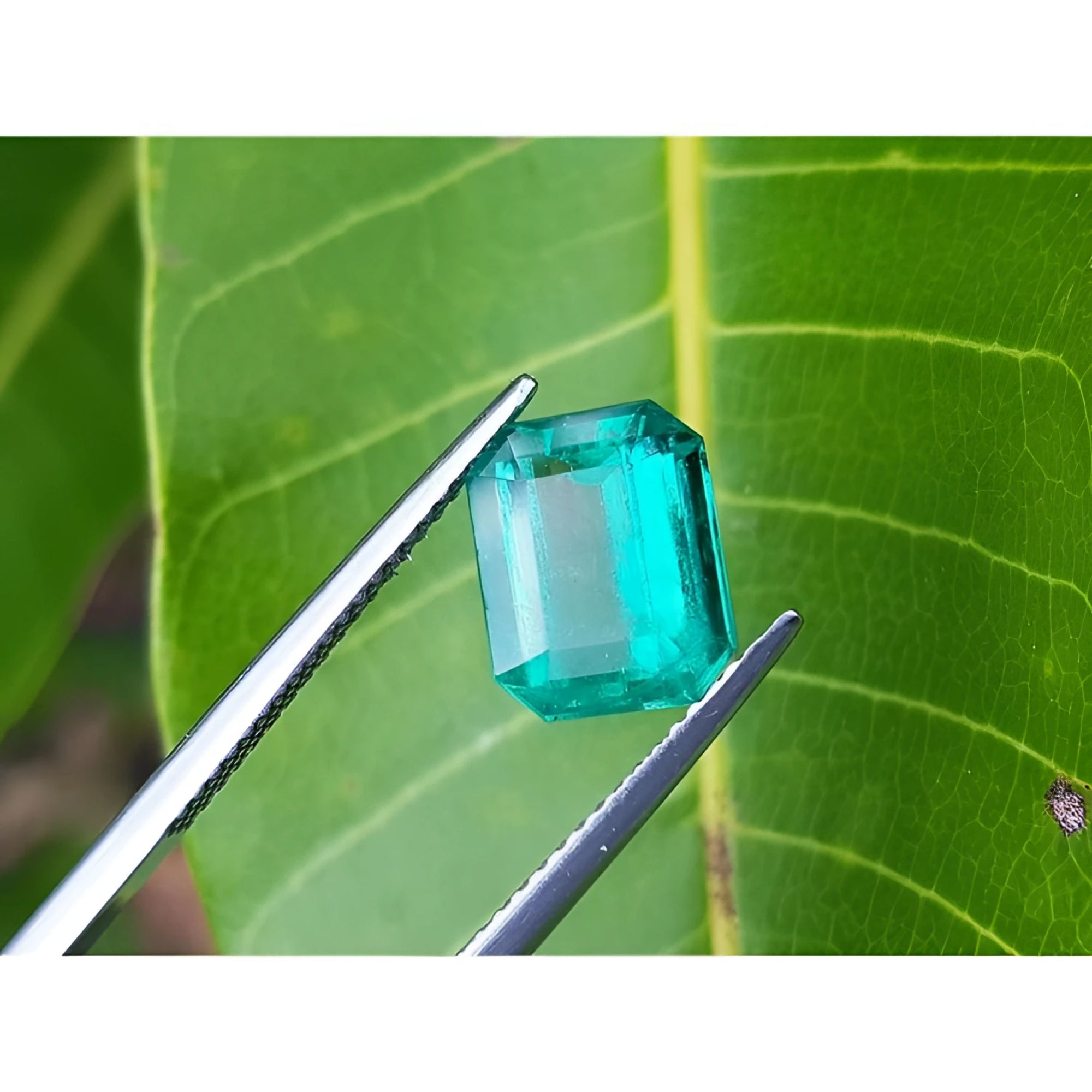 2.95 carat emerald-cut Colombian emerald with vibrant medium green color, held by tweezers against a green leaf.
