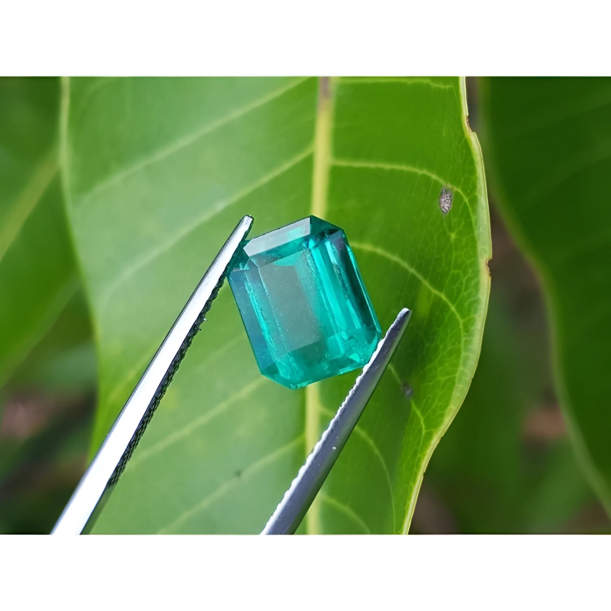 2.95 carat emerald-cut loose Colombian emerald with vibrant medium green color, held by tweezers against a green leaf.