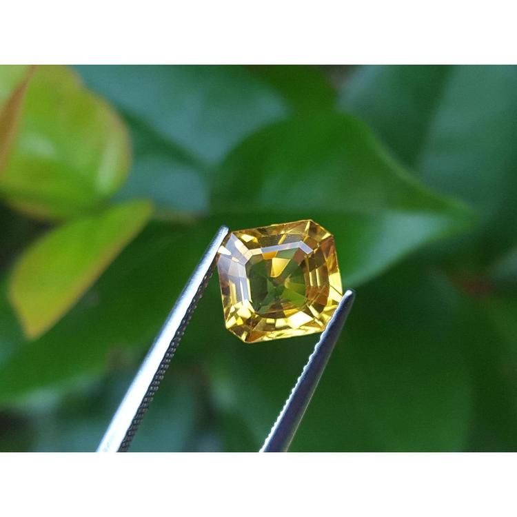 Asscher cut loose yellow sapphire natural gemstone, held by tweezers with a green leafy background