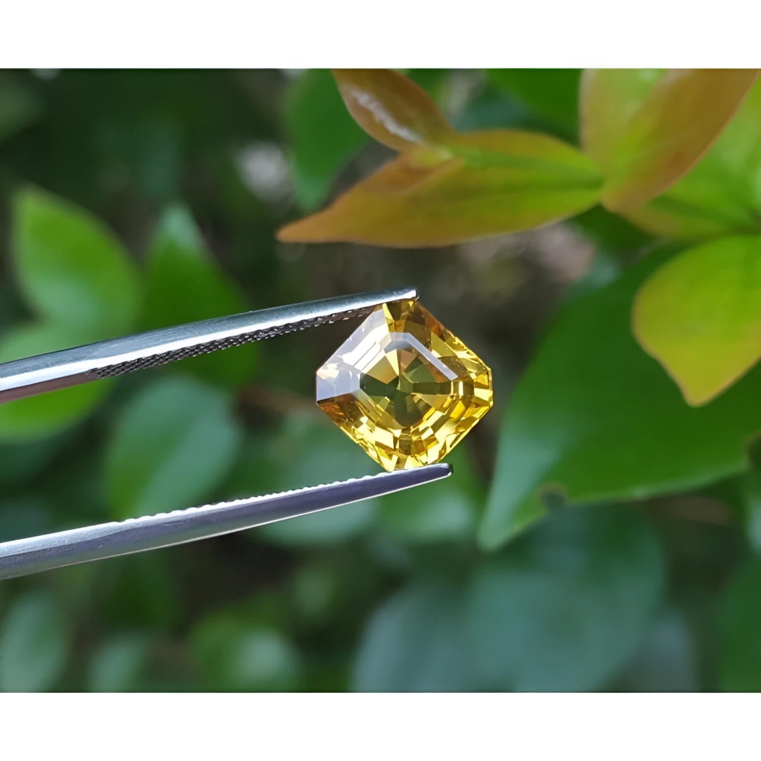 2.90 ct. Asscher cut natural yellow sapphire gemstone held by tweezers, with green foliage background.
