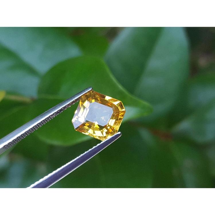 Asscher cut loose yellow sapphire natural gemstone, held by tweezers with a green leafy background