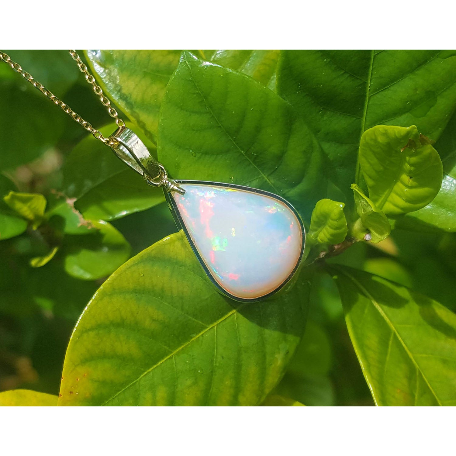 Opal pendant on a gold chain against a green leaf background.