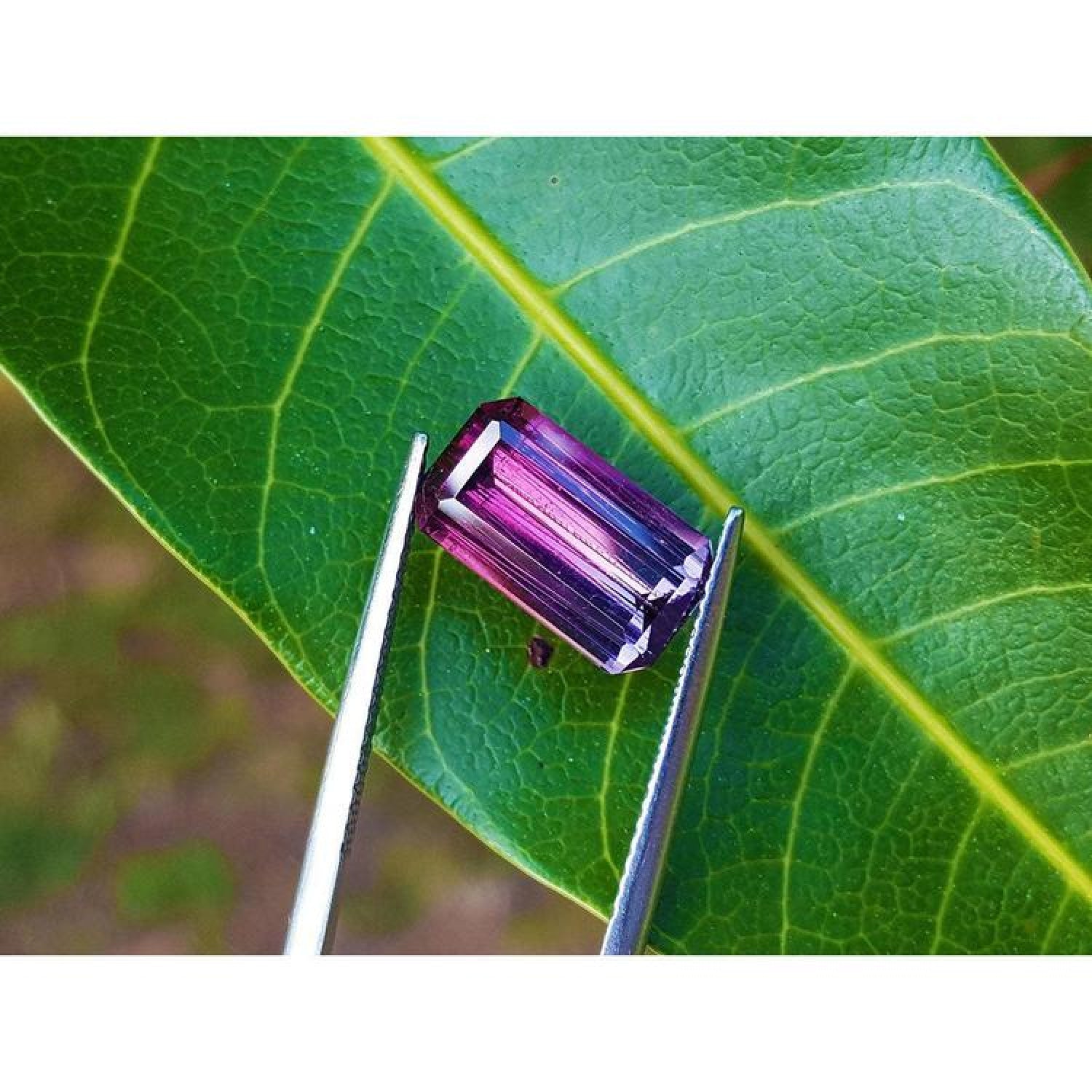 3.65 ct. Brazilian Tourmaline Watermelon gemstone, red mint fire to soft blue-green, held by tweezers on a leaf.