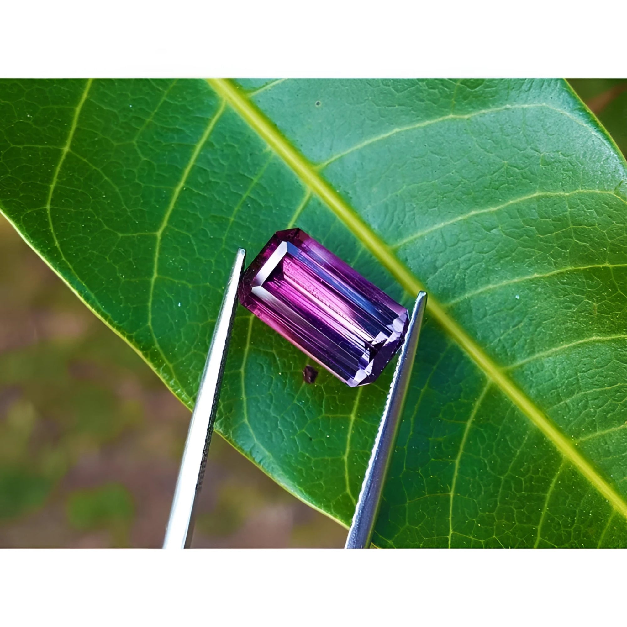 3.65 ct. Brazilian Tourmaline Watermelon gemstone, red mint fire to soft blue-green, held by tweezers on a leaf.