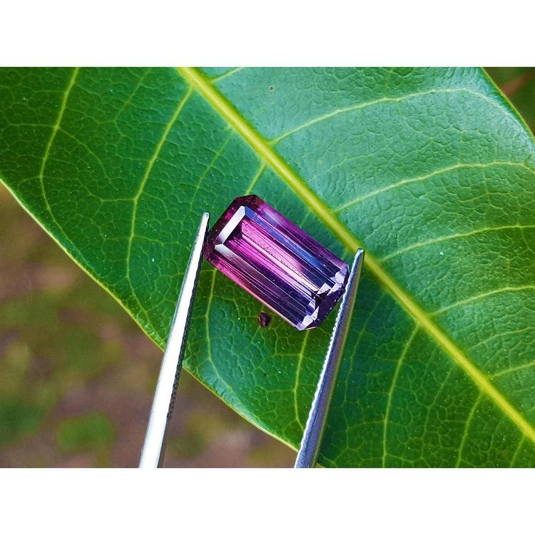 3.65 ct. Brazilian Tourmaline Watermelon gemstone, red mint fire to soft blue-green, held by tweezers on a leaf.