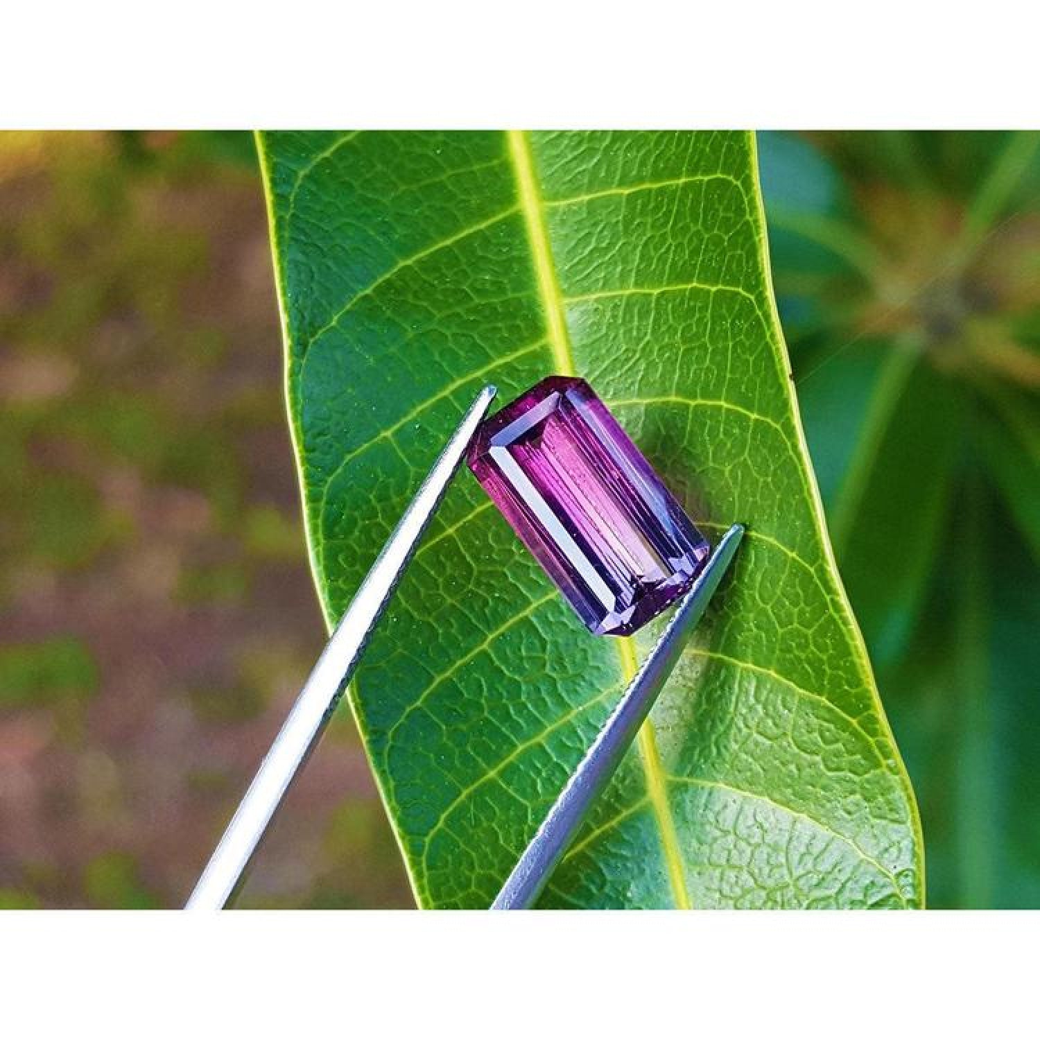 Brazilian Tourmaline Watermelon, 3.65 ct, with red-mint and blue-greenish hues, held by tweezers on a leaf.