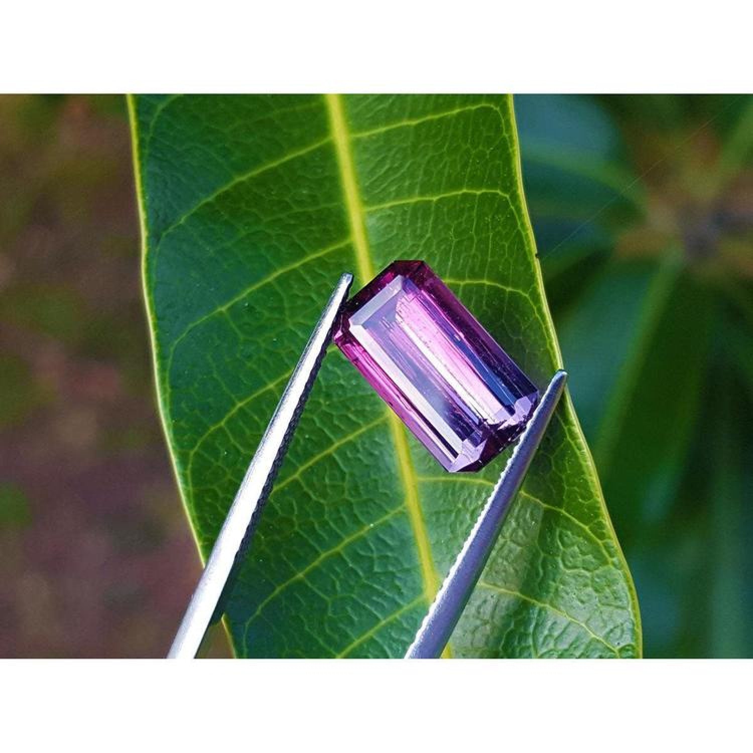 Brazilian Tourmaline Watermelon, 3.65 ct, with red-mint and blue-greenish hues, held by tweezers on a leaf.