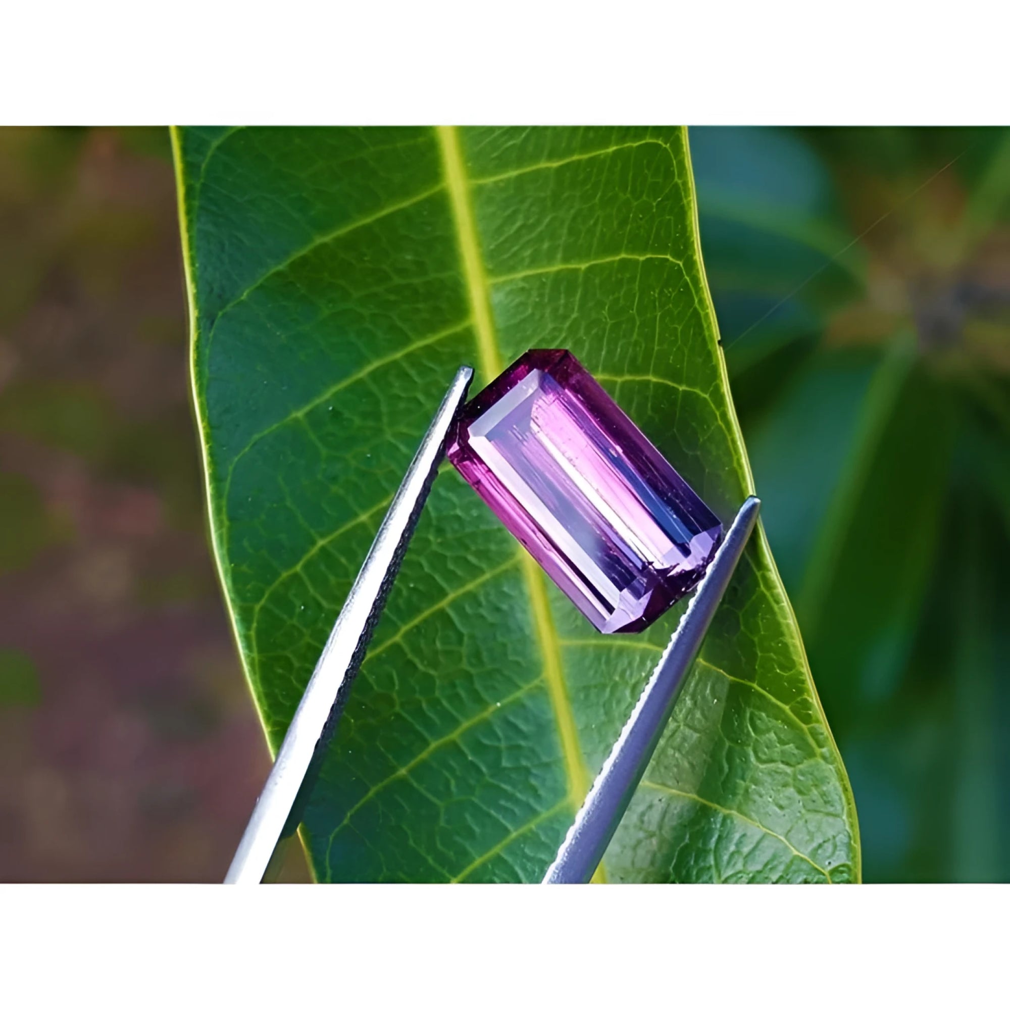 Brazilian Tourmaline Watermelon, 3.65 ct, with red-mint and blue-greenish hues, held by tweezers on a leaf.