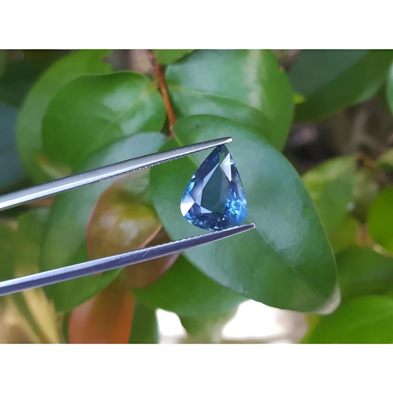 3.71 ct untreated pear-cut natural blue sapphire held by tweezers against green leaves.