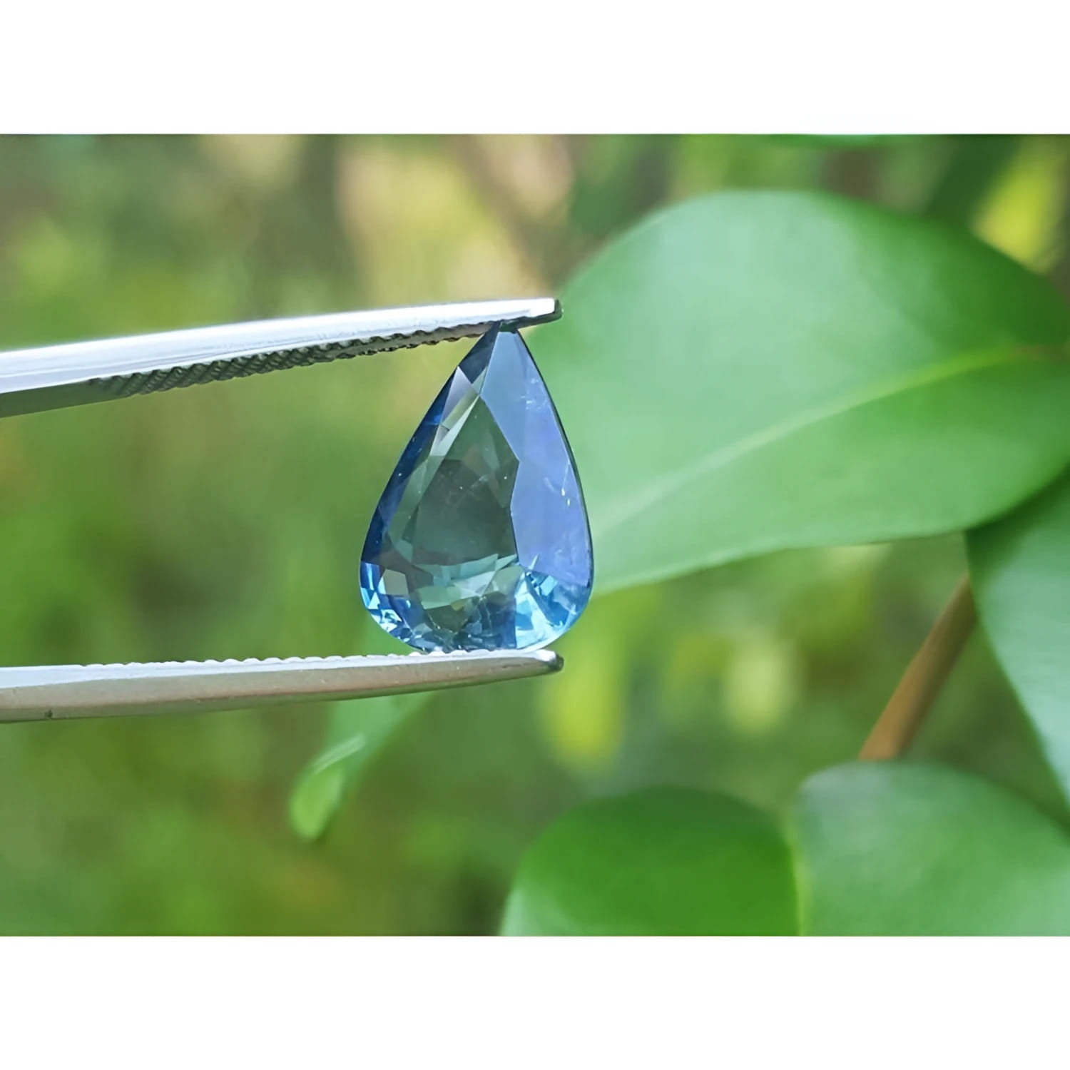 3.71 ct untreated pear-cut natural blue sapphire held by tweezers against green foliage.