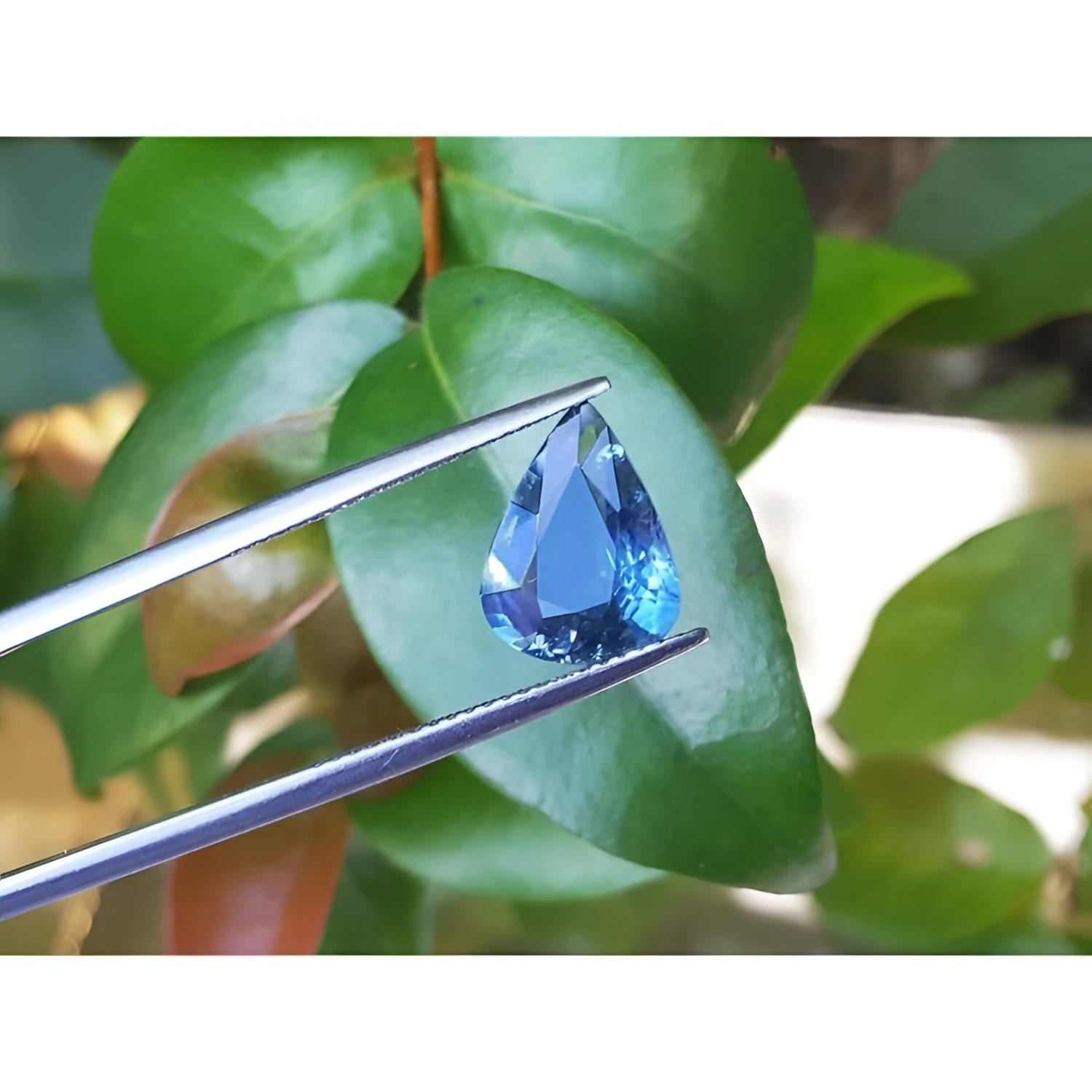 3.71 ct. pear-cut untreated natural blue sapphire held by tweezers against green leaves.