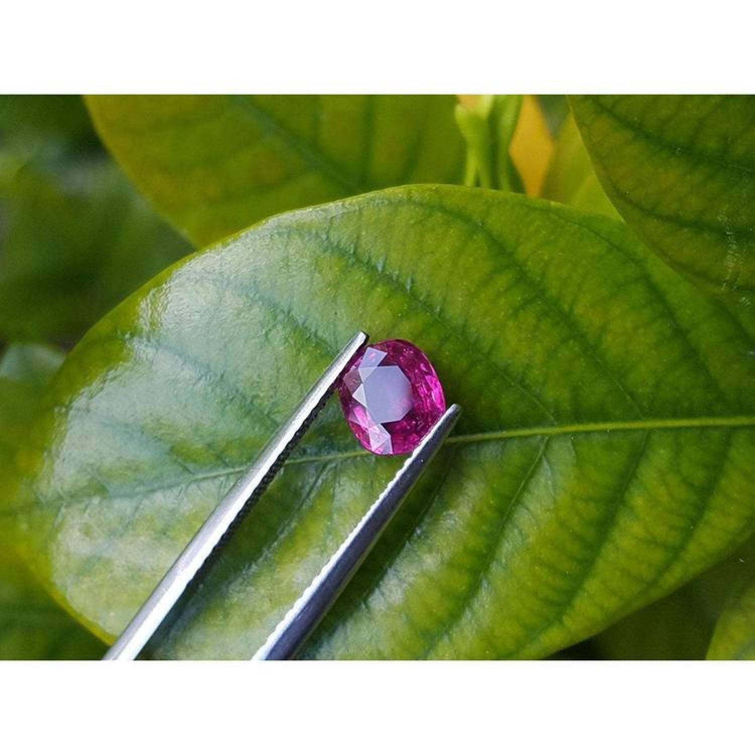 1.18 carat natural cushion-cut ruby gemstone with vibrant red hue, held by tweezers over green leaves.