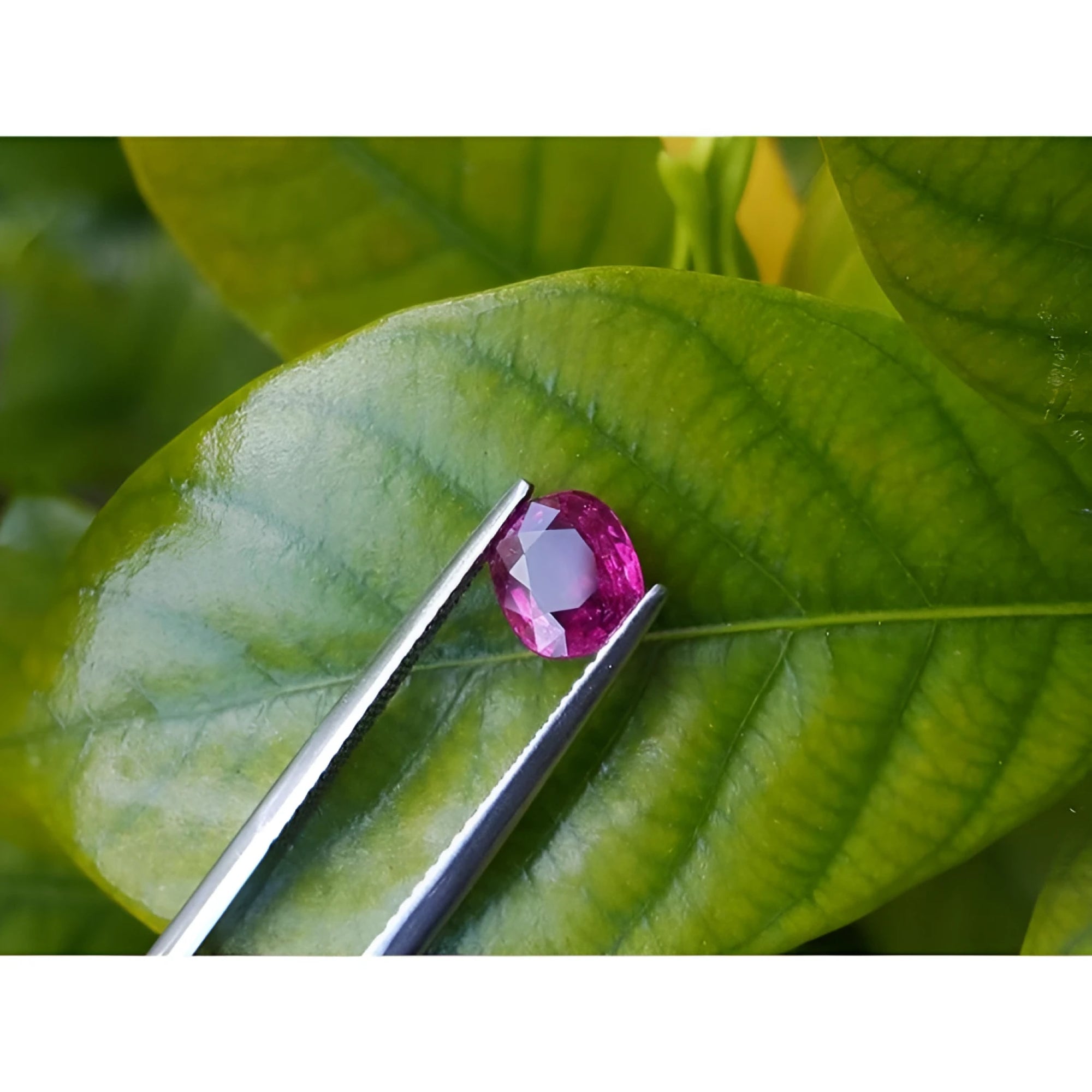1.18 carat natural cushion-cut ruby gemstone with vibrant red hue, held by tweezers over green leaves.