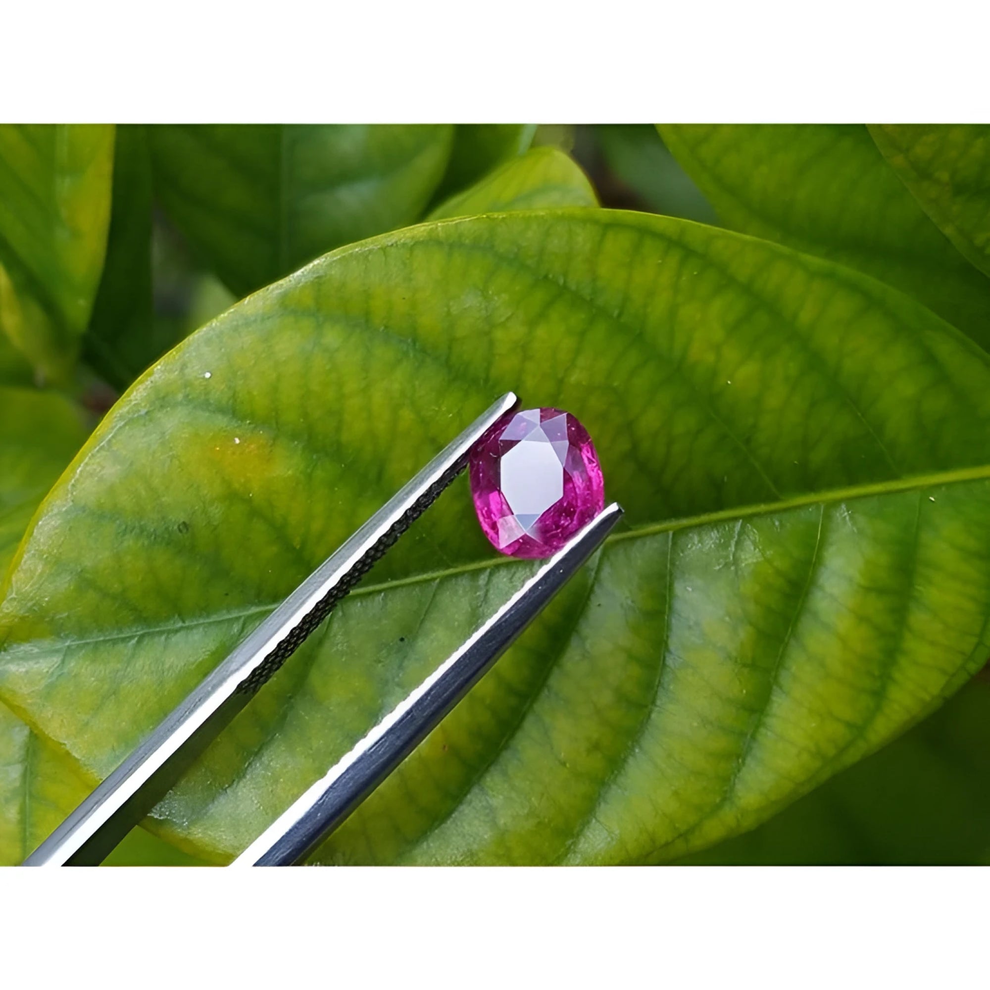 1.18 carat loose natural cushion-cut ruby gemstone with vibrant red hue, held by tweezers over a green leaf.