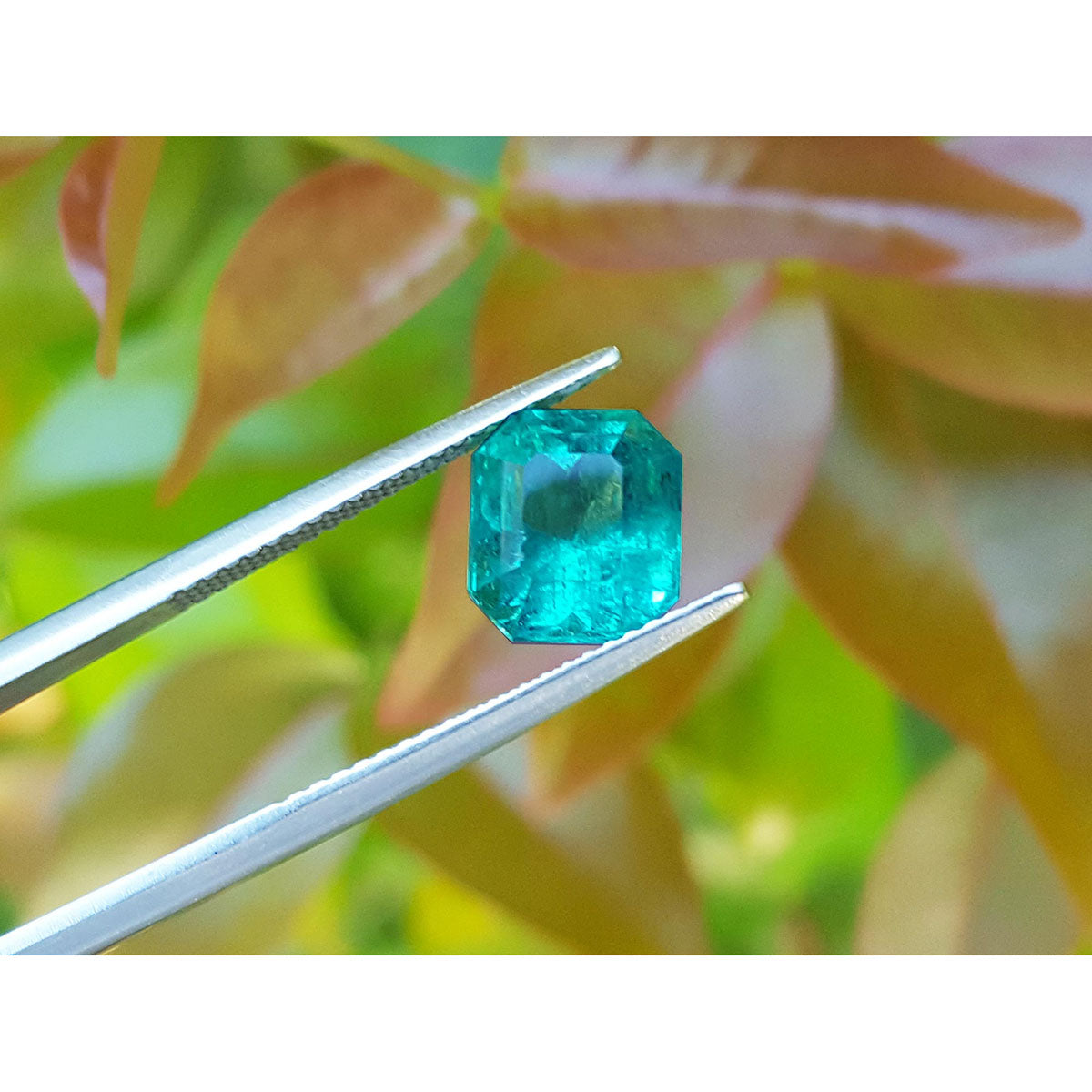 Natural square emerald from the Muzo mines Colombia, front side table and crown visibles on blurry three leaves