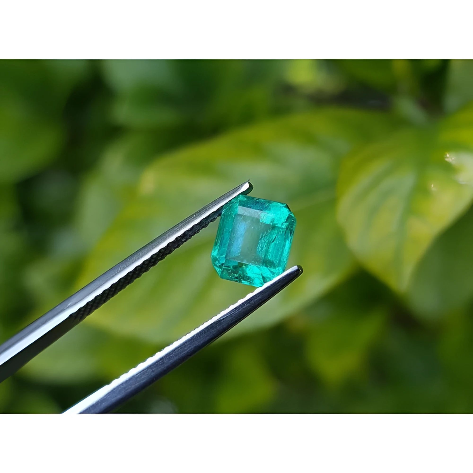 1.55 carat emerald-cut Muzo Colombian loose emerald, medium bluish green, held by tweezers.