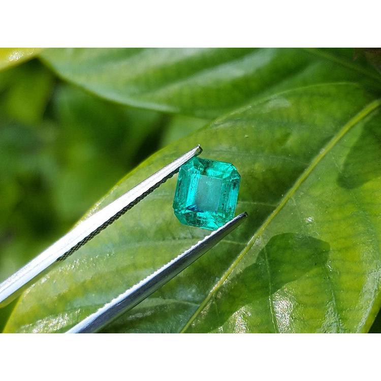 1.55 carat emerald-cut Muzo Colombian loose emerald, held by tweezers on a green leaf.