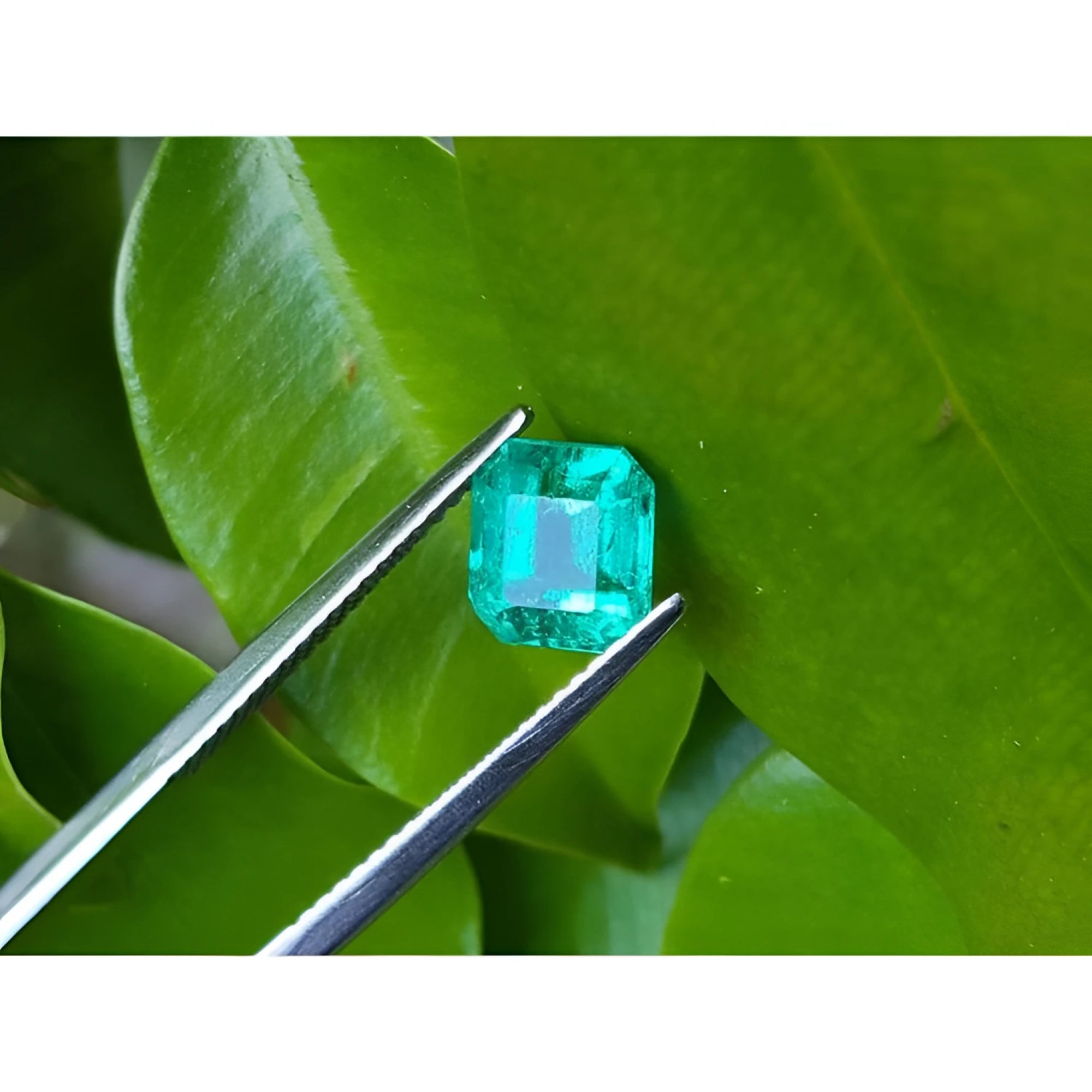 1.55 carat emerald-cut Muzo Colombian loose emerald, sparkling medium bluish green, held by tweezers on a leaf.