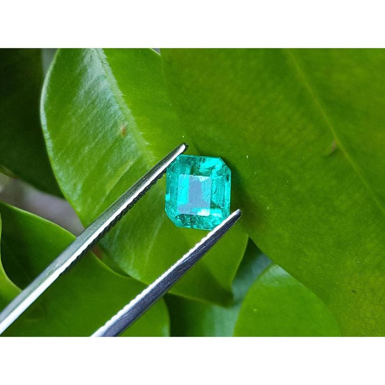 1.55 carat emerald-cut Muzo Colombian loose emerald, sparkling medium bluish green, held by tweezers on a leaf.