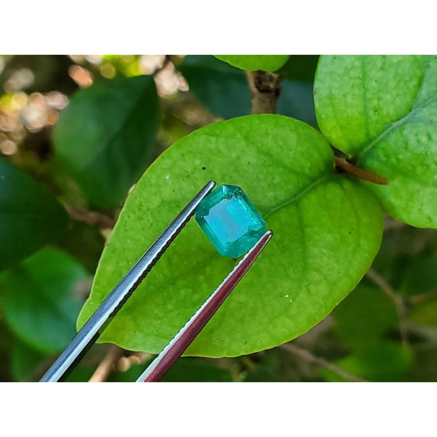 1.57 carat emerald-cut Muzo Colombian emerald, medium bluish-green, held by tweezers on a green leaf.