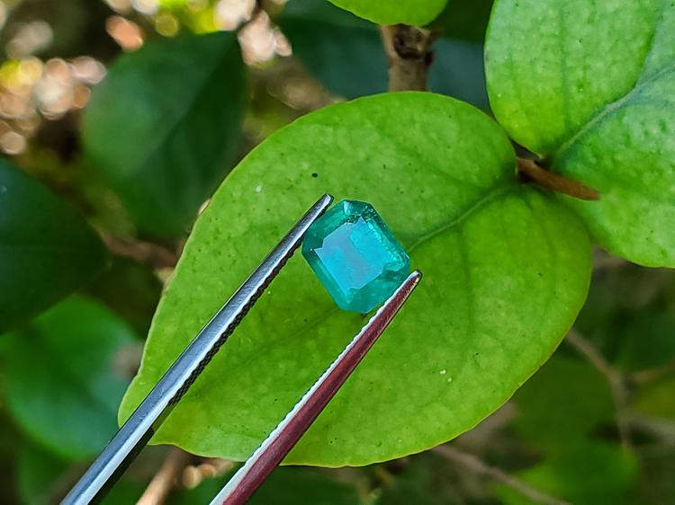 1.57 carat emerald-cut Muzo Colombian emerald, medium bluish-green, held by tweezers on a green leaf.