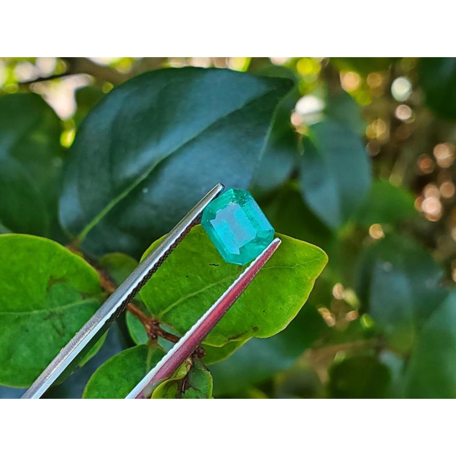 Sparkling 1.57 carat emerald-cut Muzo Colombian emerald held by tweezers against green leaves.