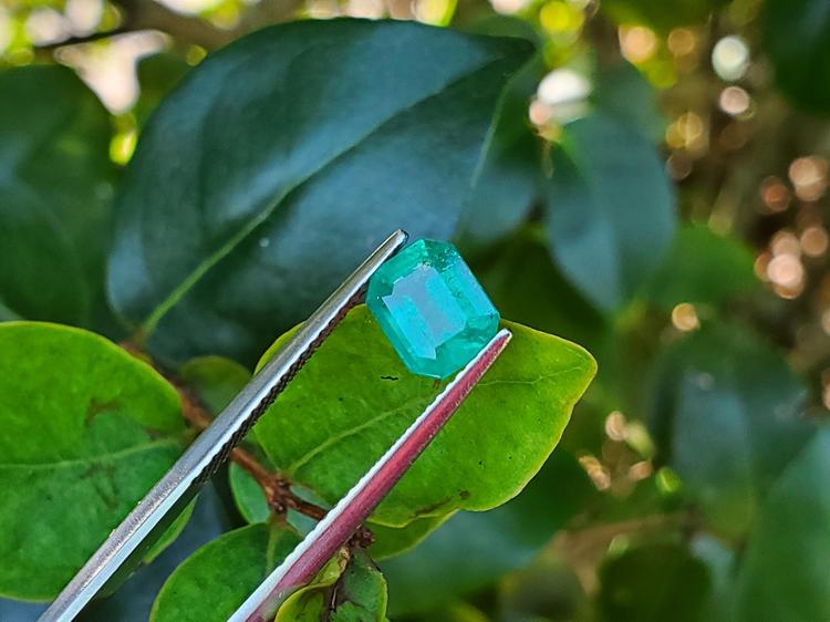 Sparkling 1.57 carat emerald-cut Muzo Colombian emerald held by tweezers against green leaves.