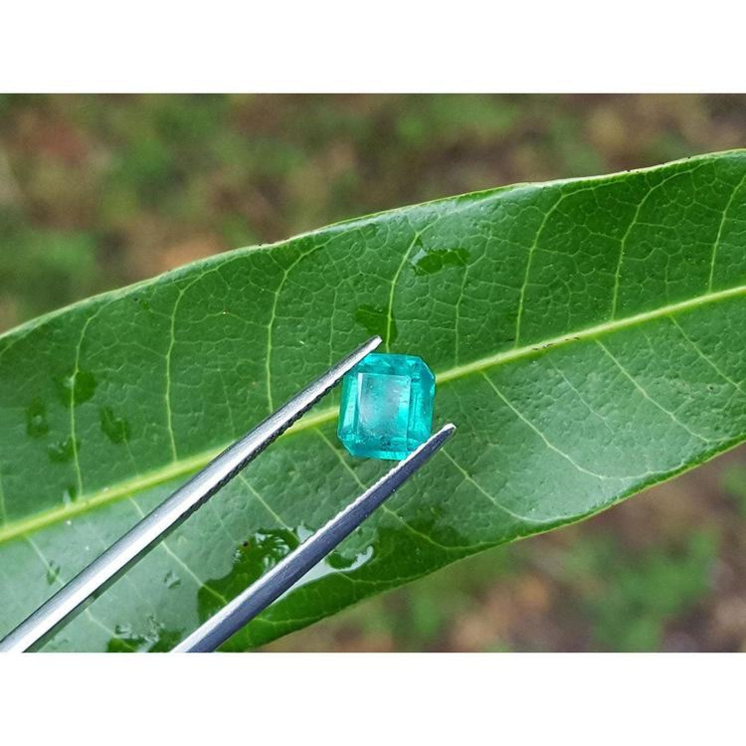 Emerald-cut 1.41 carat natural loose Colombian emerald, medium deep bluish green, held by tweezers on a green leaf.