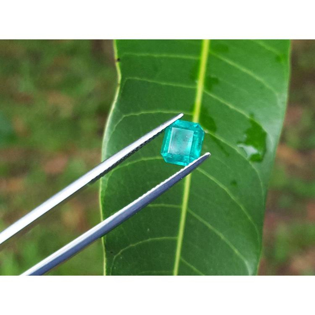Emerald-cut 1.41 carat natural loose Colombian emerald, medium deep bluish green, held by tweezers over a leaf.