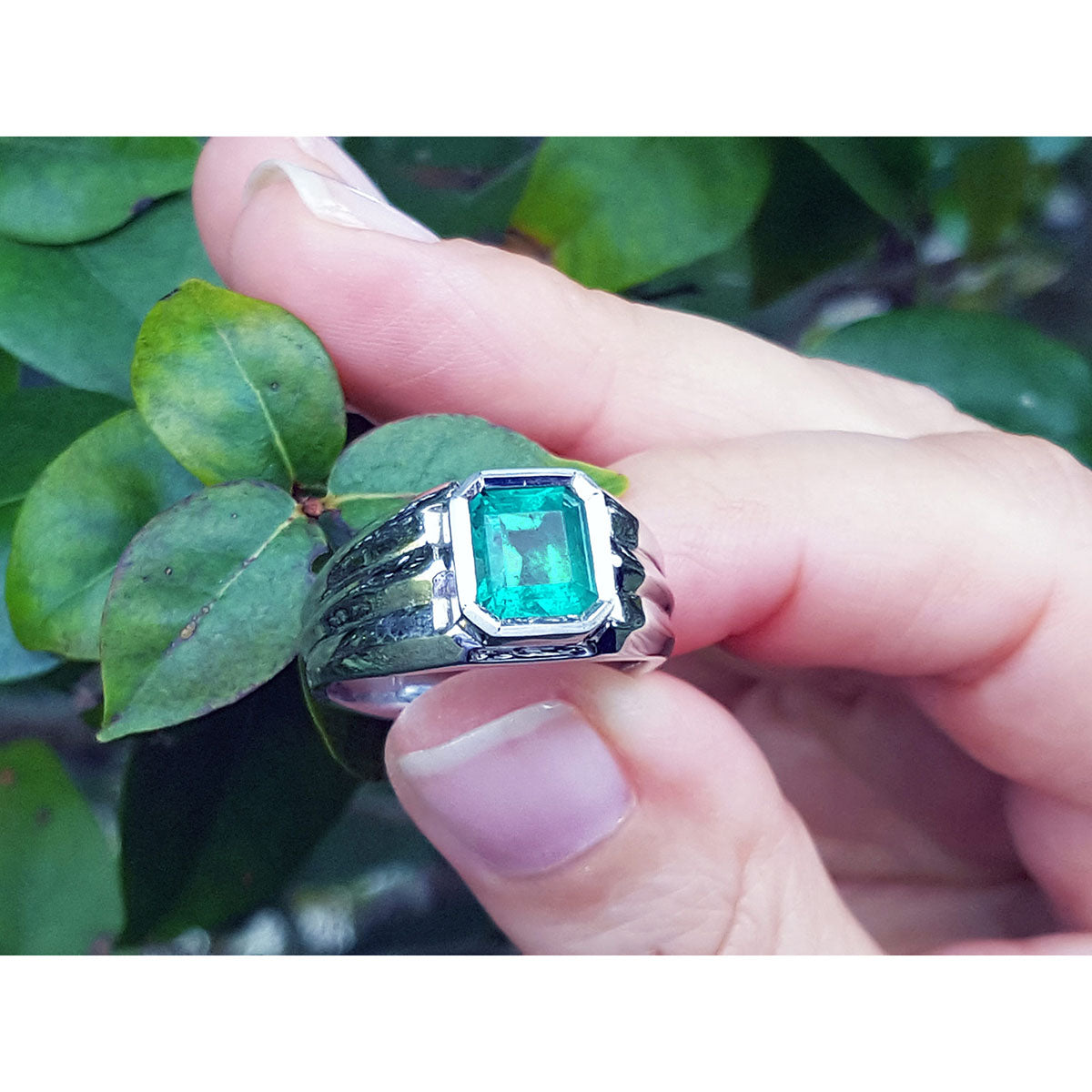 White gold ring for men with a Muzo colombian emerald held between fingers against a leafy background.