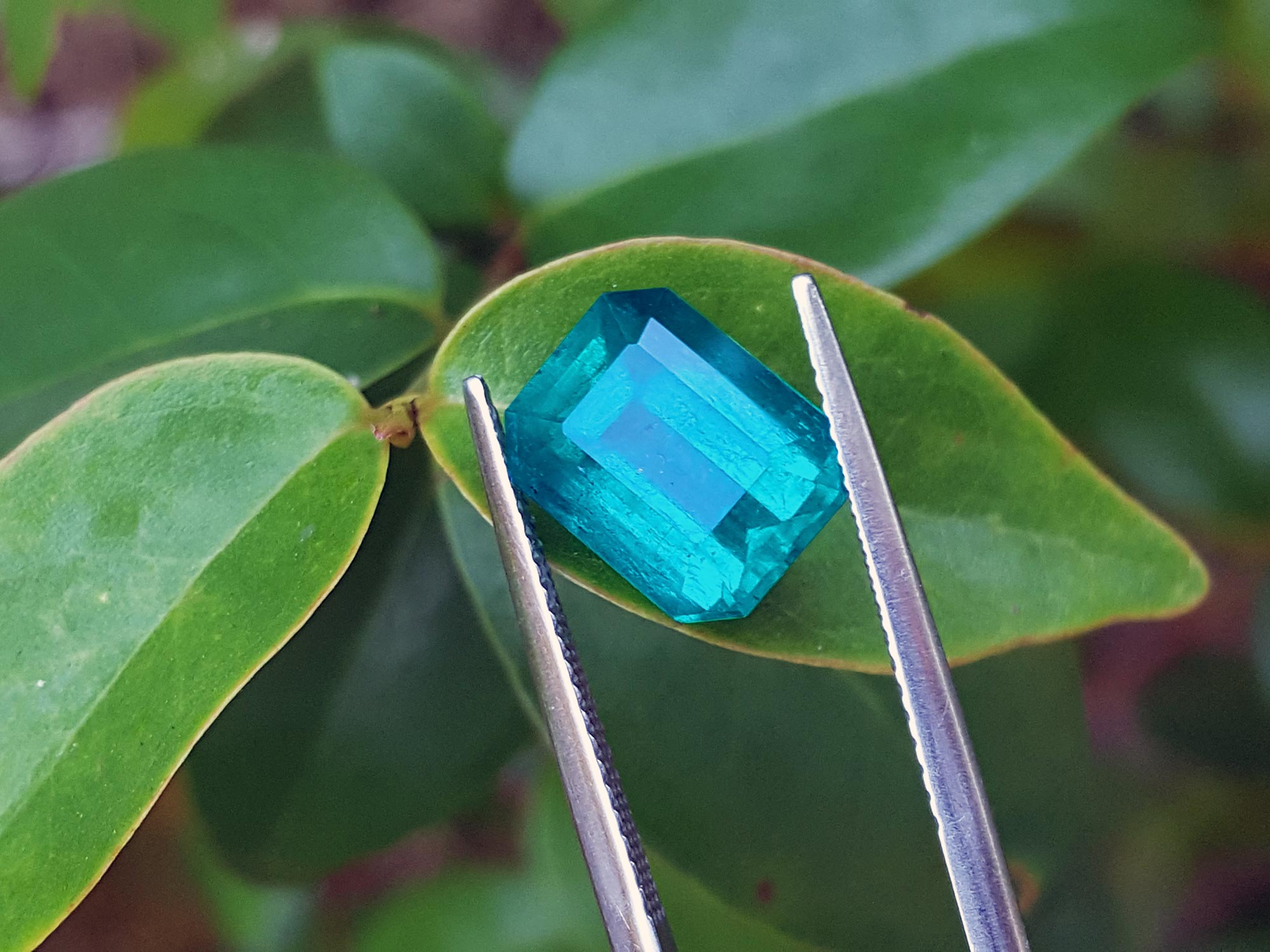 Fine quality loose Mizo mine Colombian emerald on a tree leave for color comparison