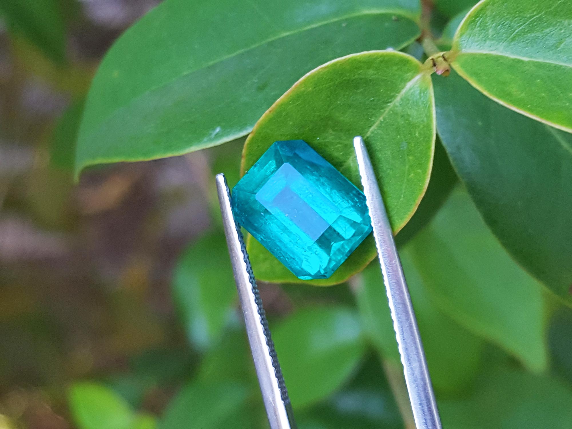 Fine quality loose Mizo mine Colombian emerald on three leaves to compare color
