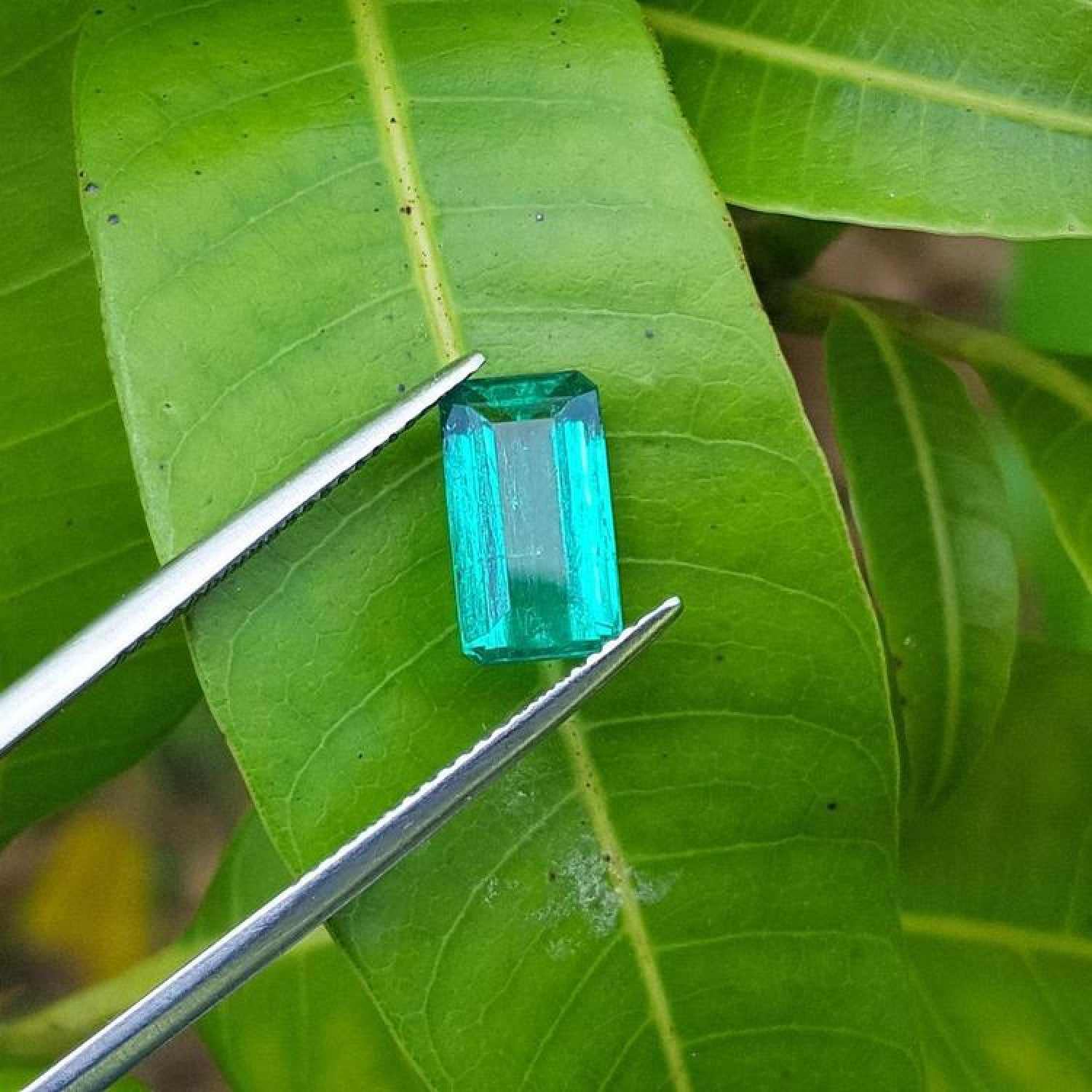 2.47 carat GIA certified loose Colombian emerald, sparkling bluish-green, held by tweezers on a green leaf.