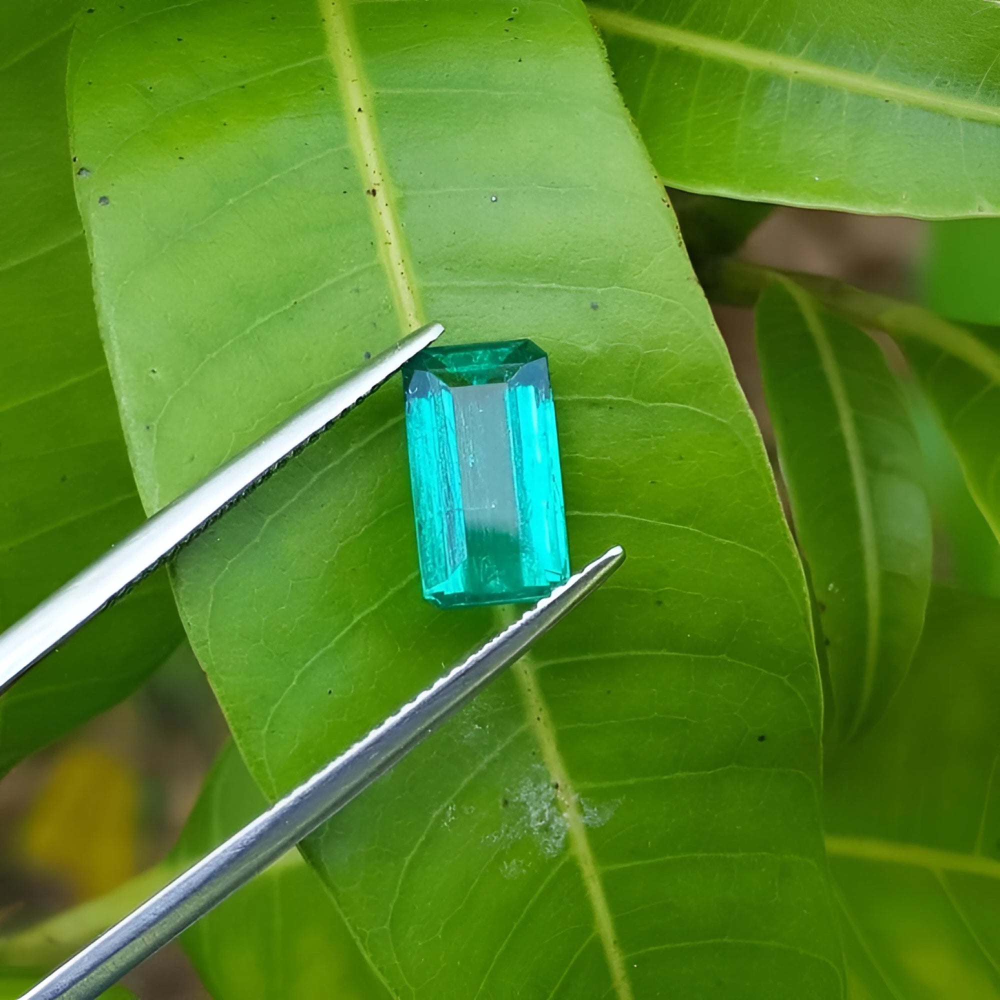 2.47 carat GIA certified loose Colombian emerald, sparkling bluish-green, held by tweezers on a green leaf.